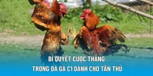 Bí quyết cược thắng trong đá gà C1 dành cho tân thủ