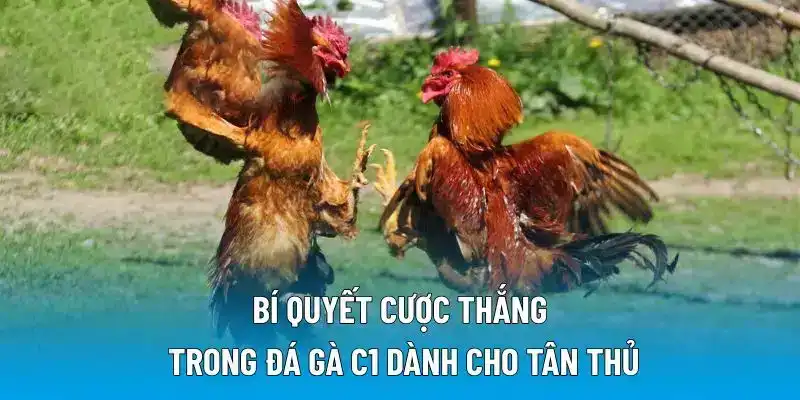 Bí quyết cược thắng trong đá gà C1 dành cho tân thủ
