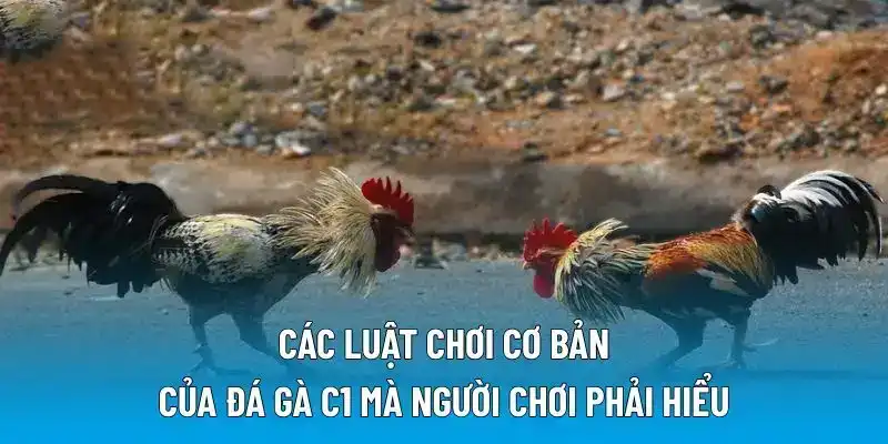 Các luật chơi cơ bản của đá gà C1 mà người chơi phải hiểu