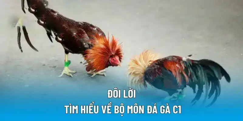 Đôi lời tìm hiểu về bộ môn đá gà C1