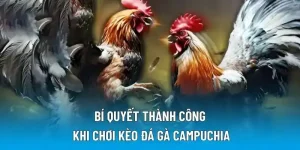 Bí quyết thành công khi chơi kèo đá gà Campuchia