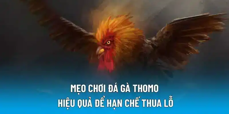 Mẹo chơi đá gà Thomo hiệu quả để hạn chế thua lỗ