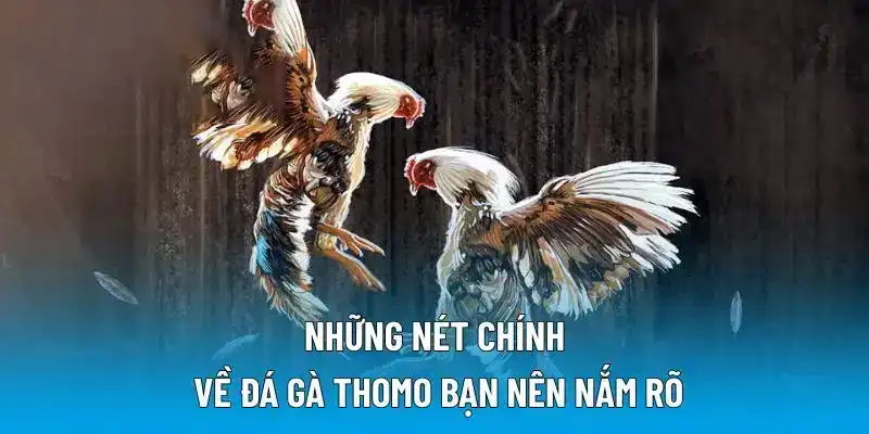 Những nét chính về đá gà Thomo bạn nên nắm rõ