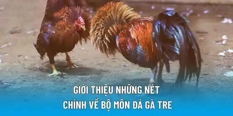 Giới thiệu những nét chính về bộ môn đá gà tre