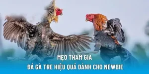 Mẹo tham gia đá gà tre hiệu quả dành cho newbie