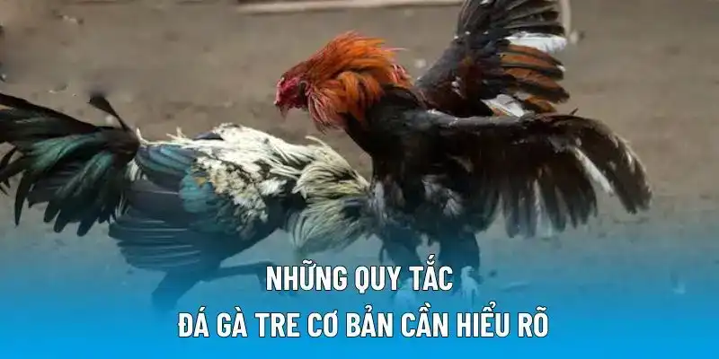 Những quy tắc đá gà tre cơ bản cần hiểu rõ