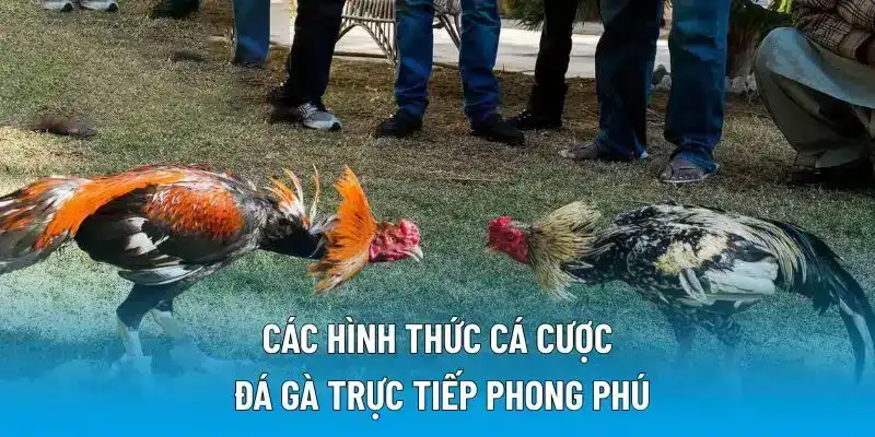 Các hình thức cá cược đá gà trực tiếp phong phú