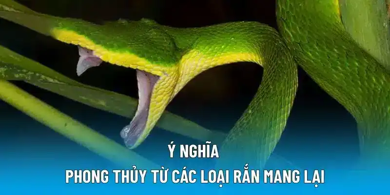 Ý nghĩa phong thủy từ các loại rắn mang lại