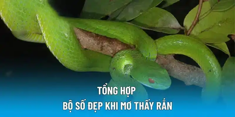Tổng hợp bộ số đẹp khi Mơ thấy rắn