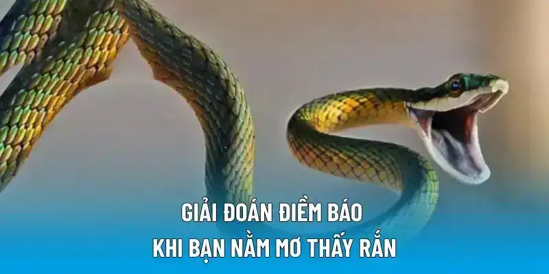 Giải đoán điềm báo khi bạn nằm mơ thấy rắn