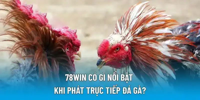 78WIN có gì nổi bật khi phát trực tiếp đá gà?