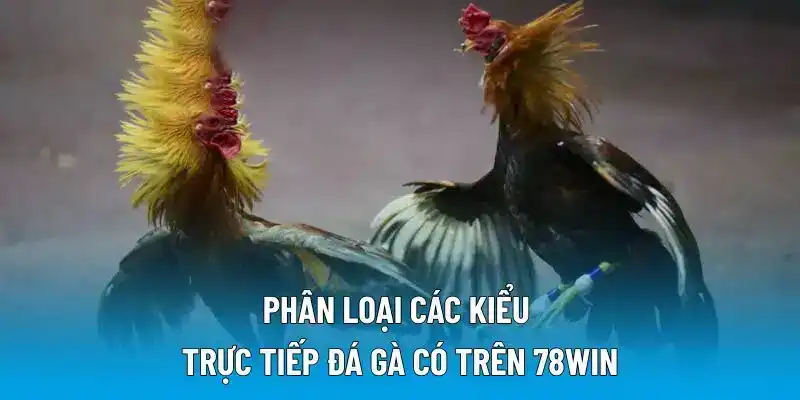 Phân loại các kiểu trực tiếp đá gà có trên 78WIN