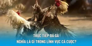 Trực tiếp đá gà nghĩa là gì trong lĩnh vực cá cược?